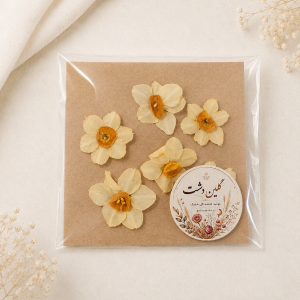 سرگل نرگس برجسته خشک طبیعی - (۶ عددی)