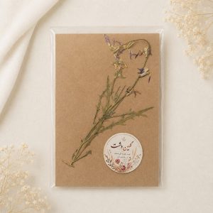 گل شب بو صحرایی پرسی خشک طبیعی – با برگ (1 شاخه)