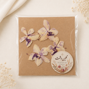 سرگل ارکیده مینیاتوری پرسی خشک طبیعی - زمینه کرم-نخودی با مرکز بنفش (۴ عددی)