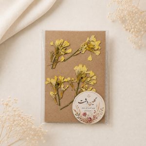 گل کلزا زرد پرسی خشک طبیعی – شاخه‌کوتاه (۵ شاخه)