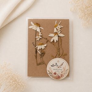 بابونه پرسی خشک طبیعی – شاخه‌متوسط چندگل (۳ شاخه)