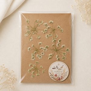 سرگل شوکران سفید پرسی خشک طبیعی – خیلی کوچک (۶ عددی)