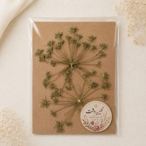 سرگل شوکران سبز پرسی خشک طبیعی – بزرگ (۲ عددی)