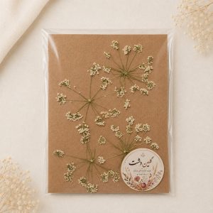 سرگل شوکران سفید پرسی خشک طبیعی – کوچک (۴ عددی)