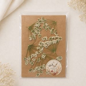 شوکران نیمرخ سفید پرسی خشک طبیعی – بزرگ (۵ عددی)