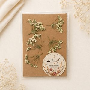 شوکران نیمرخ سفید پرسی خشک طبیعی – کوچک (۵ عددی)