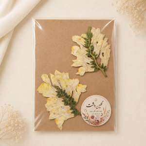 گل میمون پرسی خشک طبیعی - طیف کرم استخوانی با رگه‌های آنتیک (۲ شاخه)