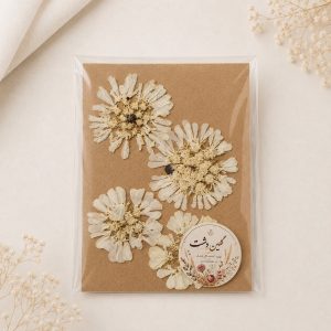 سرگل اسکابیوزا سفید پرسی خشک طبیعی – (۴ عددی)