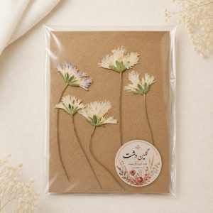 اسکابیوزا نیمرخ سفید پرسی خشک طبیعی ۵ شاخه با بسته بندی