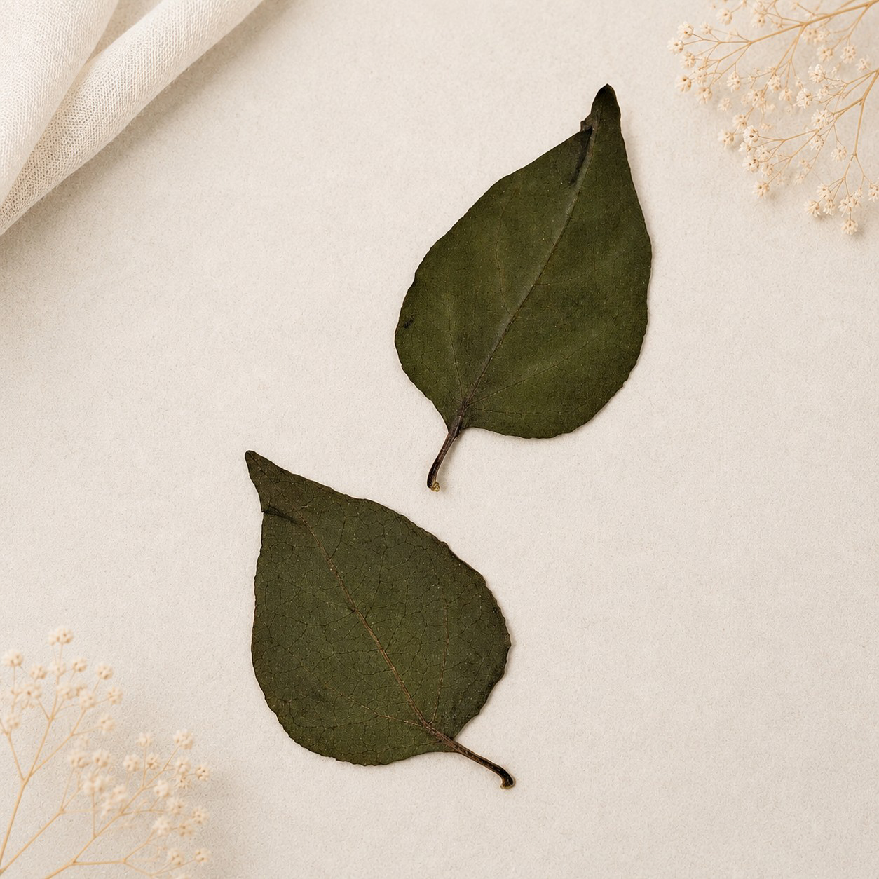 برگ بوگنویلیا (گل کاغذی) پرسی خشک طبیعی - سبز تیره (۵ عددی) - تصویر 2