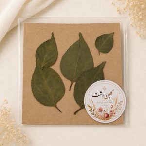 برگ بوگنویلیا (گل کاغذی) پرسی خشک طبیعی - سبز تیره (۵ عددی)