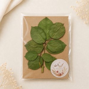 برگ رز هلندی پرسی خشک طبیعی – طیف سبز (۲ چندشاخه)