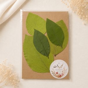 برگ باران طلایی پرسی خشک طبیعی - طیف سبز (۵ عددی)