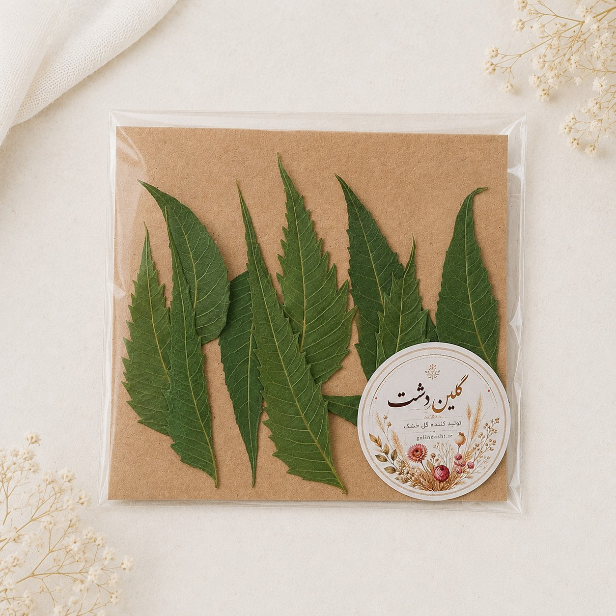 برگ چریش پرسی خشک طبیعی - طیف سبز با انحنای متقارن (۱۰ عددی)