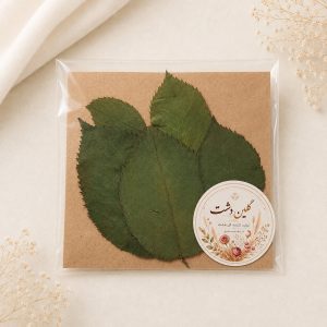 برگ رز هلندی پرسی خشک طبیعی - طیف سبز (۵ عددی)