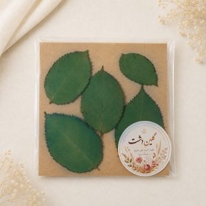 برگ رز هلندی پرسی خشک طبیعی - طیف سبزآّبی (۵ عددی)